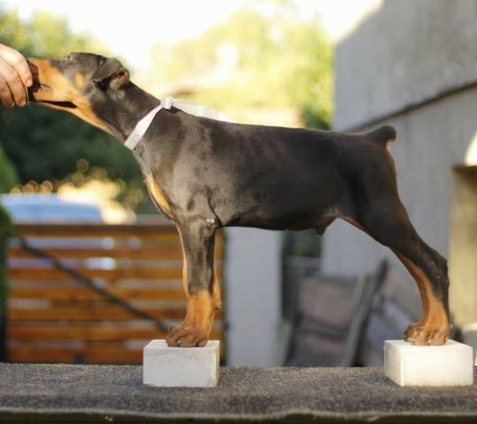 Доберман кученца за продажба Ваксинирано - Да, Обезпаразитено - Да, С чип - Да - град Извън България | Кучета - снимка 10