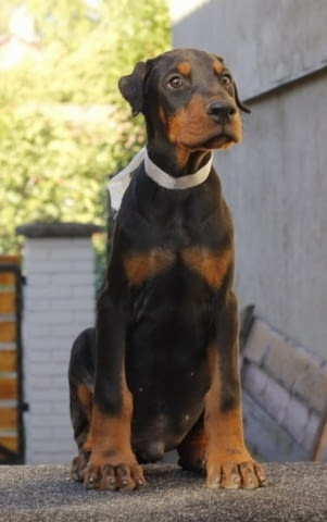 Доберман кученца за продажба Ваксинирано - Да, Обезпаразитено - Да, С чип - Да - град Извън България | Кучета - снимка 11