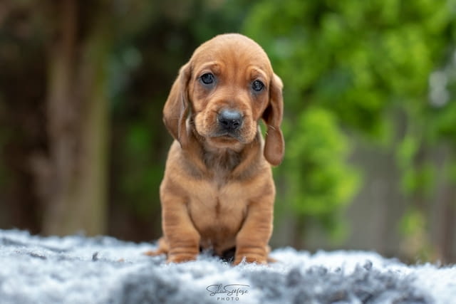 Дакел кученца за продажба Shorthair Dachshund, Vaccinated - Yes, Dewormed - Yes - city of Izvun Bulgaria | Dogs - снимка 2