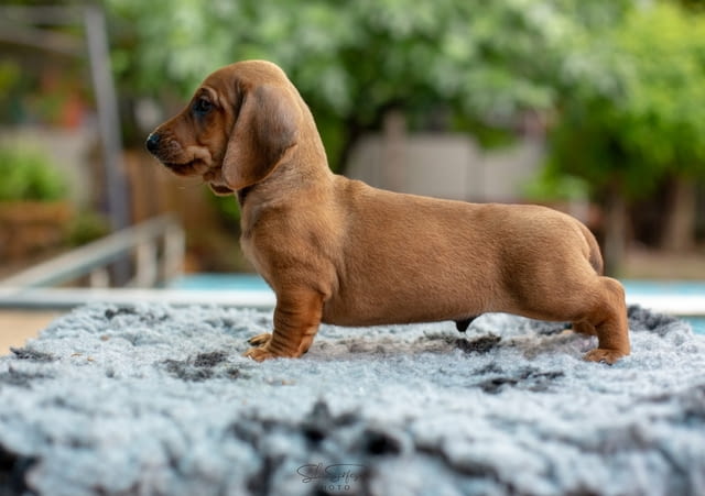 Дакел кученца за продажба Shorthair Dachshund, Vaccinated - Yes, Dewormed - Yes - city of Izvun Bulgaria | Dogs - снимка 5