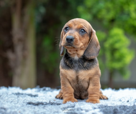 Дакел кученца за продажба Shorthair Dachshund, Vaccinated - Yes, Dewormed - Yes - city of Izvun Bulgaria | Dogs - снимка 7