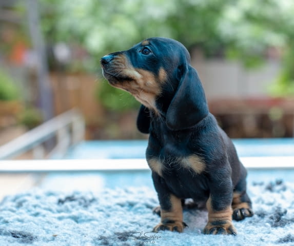 Дакел кученца за продажба Shorthair Dachshund, Vaccinated - Yes, Dewormed - Yes - city of Izvun Bulgaria | Dogs - снимка 8