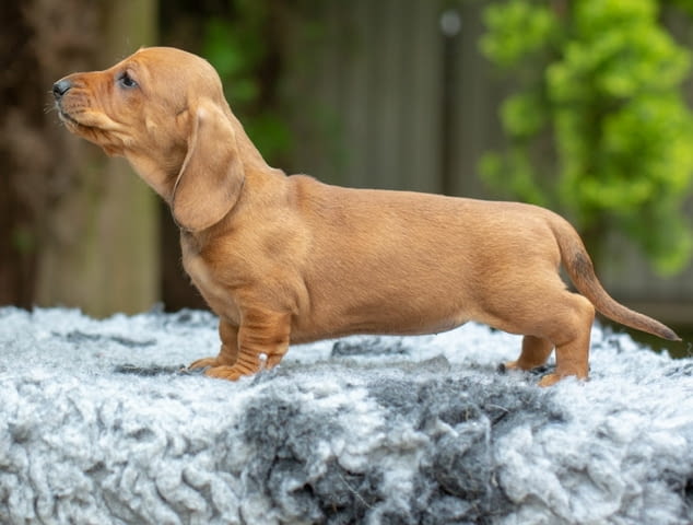 Дакел кученца за продажба Shorthair Dachshund, Vaccinated - Yes, Dewormed - Yes - city of Izvun Bulgaria | Dogs - снимка 10