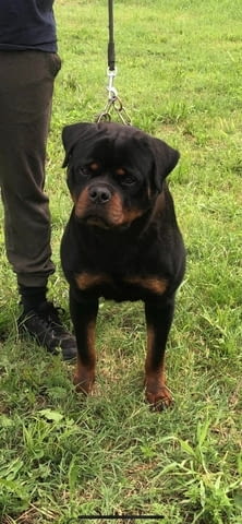 Ротвайлер за продан Rottweiler, Vaccinated - Yes, Dewormed - Yes - city of Izvun Bulgaria | Dogs - снимка 1