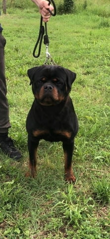 Ротвайлер за продан Rottweiler, Vaccinated - Yes, Dewormed - Yes - city of Izvun Bulgaria | Dogs - снимка 3