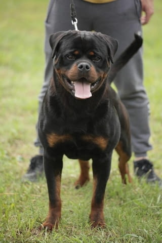 Ротвайлер за продан Rottweiler, Vaccinated - Yes, Dewormed - Yes - city of Izvun Bulgaria | Dogs - снимка 4