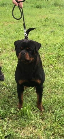 Ротвайлер за продан Rottweiler, Vaccinated - Yes, Dewormed - Yes - city of Izvun Bulgaria | Dogs - снимка 5