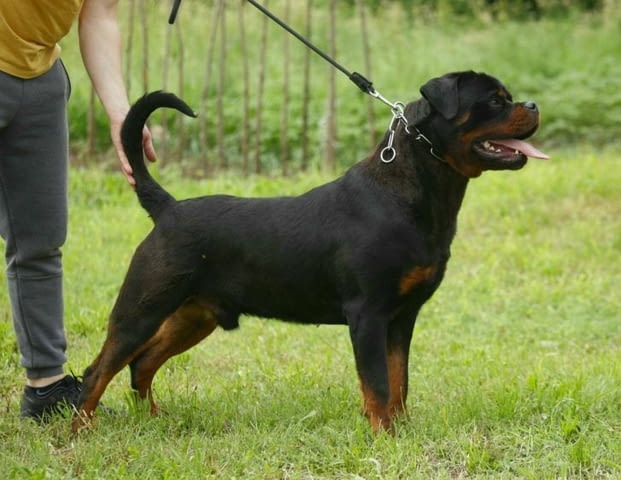 Ротвайлер за продан Rottweiler, Vaccinated - Yes, Dewormed - Yes - city of Izvun Bulgaria | Dogs - снимка 6