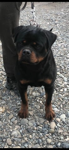 Ротвайлер за продан Rottweiler, Vaccinated - Yes, Dewormed - Yes - city of Izvun Bulgaria | Dogs - снимка 7