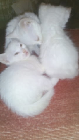 Продавам, бяло мъжко котенце Мейн-куун, 2 месеца, Обезпаразитена - Да - град София | Котки - снимка 1