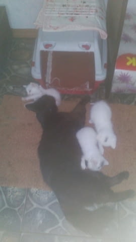Продавам, бяло мъжко котенце Мейн-куун, 2 месеца, Обезпаразитена - Да - град София | Котки - снимка 2