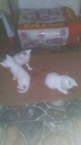 Продавам, бяло мъжко котенце Мейн-куун, 2 месеца, Обезпаразитена - Да - град София | Котки - снимка 4