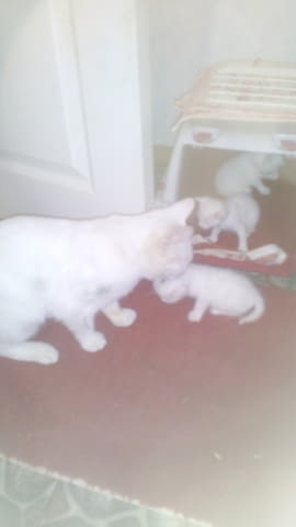 Продавам, бяло мъжко котенце Мейн-куун, 2 месеца, Обезпаразитена - Да - град София | Котки - снимка 5