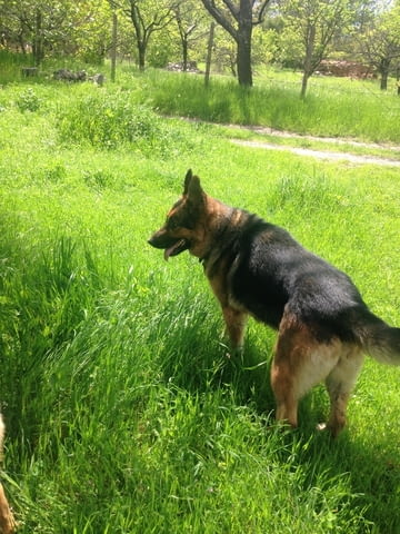 Немски овчарки German Shepherd, 2 Months, Vaccinated - Yes - city of Haskovo | Dogs - снимка 1