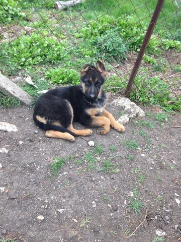 Немски овчарки German Shepherd, 2 Months, Vaccinated - Yes - city of Haskovo | Dogs - снимка 3