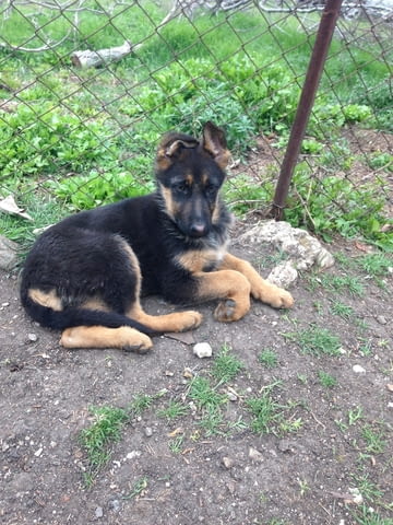 Немски овчарки German Shepherd, 2 Months, Vaccinated - Yes - city of Haskovo | Dogs - снимка 9