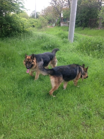 Немски овчарки German Shepherd, 2 Months, Vaccinated - Yes - city of Haskovo | Dogs - снимка 12