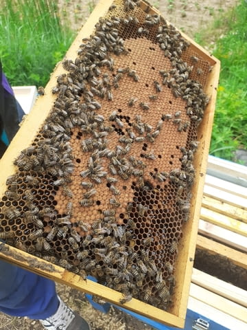 Кошери Кошерища - град Якоруда | Услуги - снимка 1