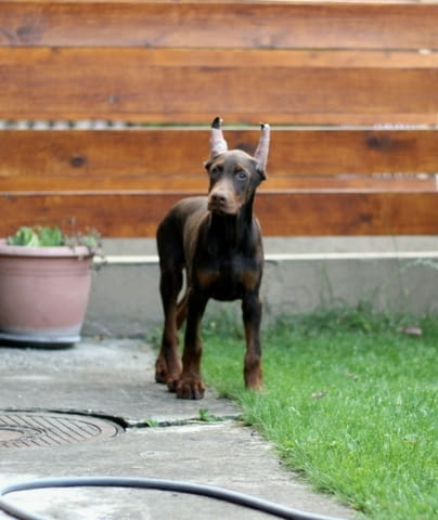 Доберман кученца за продажба Ваксинирано - Да, Обезпаразитено - Да, С чип - Да - град Извън България | Кучета - снимка 1