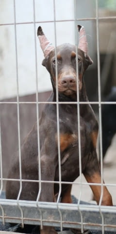 Доберман кученца за продажба Doberman, Vaccinated - Yes, Dewormed - Yes - city of Izvun Bulgaria | Dogs - снимка 2