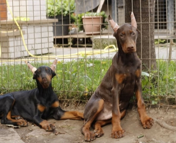 Доберман кученца за продажба Doberman, Vaccinated - Yes, Dewormed - Yes - city of Izvun Bulgaria | Dogs - снимка 3