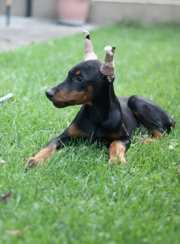 Доберман кученца за продажба Ваксинирано - Да, Обезпаразитено - Да, С чип - Да - град Извън България | Кучета - снимка 4