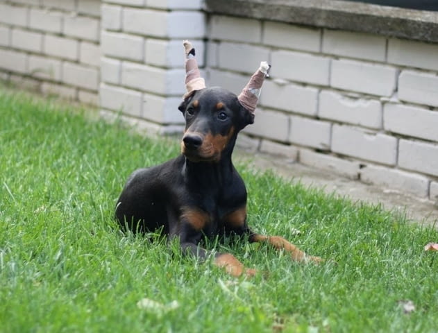 Доберман кученца за продажба Doberman, Vaccinated - Yes, Dewormed - Yes - city of Izvun Bulgaria | Dogs - снимка 5