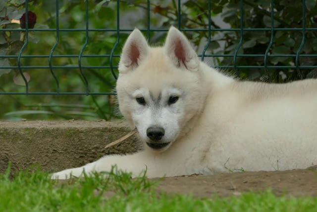 Сибирско хъски КРАСИВО кученце Siberian Husky, Vaccinated - Yes, Dewormed - Yes - city of Izvun Bulgaria | Dogs - снимка 1