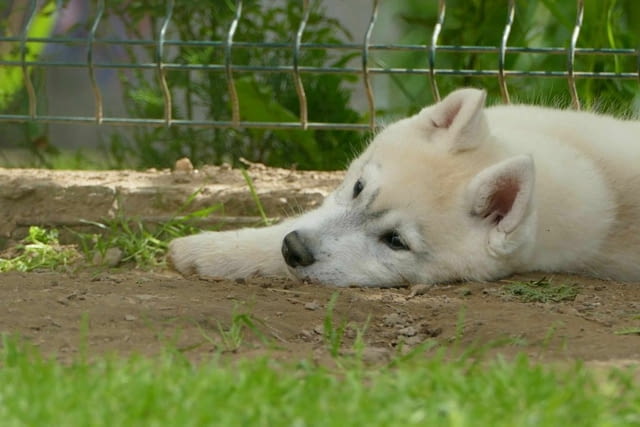 Сибирско хъски КРАСИВО кученце Siberian Husky, Vaccinated - Yes, Dewormed - Yes - city of Izvun Bulgaria | Dogs - снимка 5