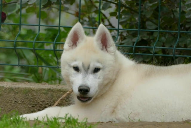Сибирско хъски КРАСИВО кученце Siberian Husky, Vaccinated - Yes, Dewormed - Yes - city of Izvun Bulgaria | Dogs - снимка 6