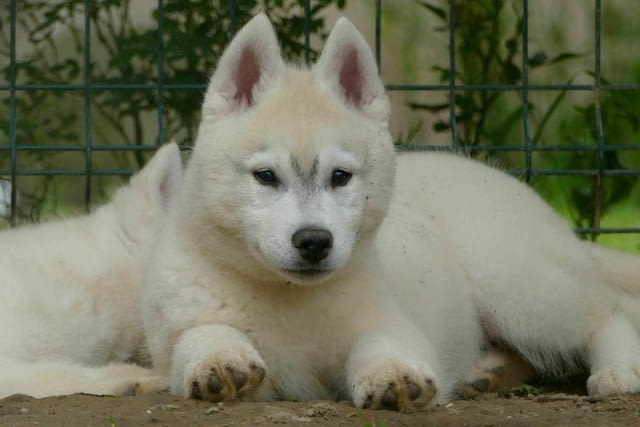 Сибирско хъски КРАСИВО кученце Ваксинирано - Да, Обезпаразитено - Да, С чип - Да - град Извън България | Кучета - снимка 7