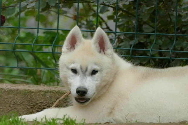 Сибирско хъски КРАСИВО кученце Ваксинирано - Да, Обезпаразитено - Да, С чип - Да - град Извън България | Кучета - снимка 9