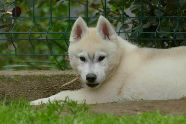 Сибирско хъски КРАСИВО кученце Siberian Husky, Vaccinated - Yes, Dewormed - Yes - city of Izvun Bulgaria | Dogs - снимка 11