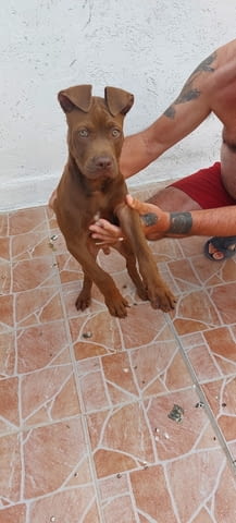 Продавам Питбул териер American Pit Bull Terrier, 3 Months, Vaccinated - Yes - city of Plovdiv | Dogs