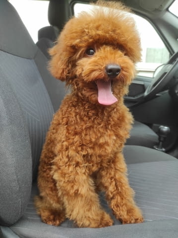 Пудел мъжки и женски кученца Toy Poodle, 3 Months, Vaccinated - Yes - city of Varna | Dogs