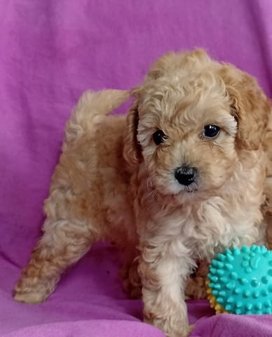 Той Пудел Toy Poodle, Vaccinated - Yes, Dewormed - Yes - city of Izvun Bulgaria | Dogs - снимка 1