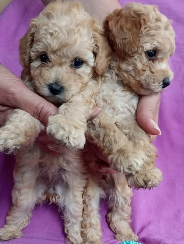 Той Пудел Toy Poodle, Vaccinated - Yes, Dewormed - Yes - city of Izvun Bulgaria | Dogs - снимка 3
