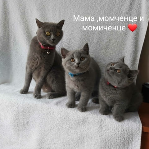 Продава женско коте British Shorthair, 3 Months, Vaccine - Yes - city of Sofia | Cats - снимка 1