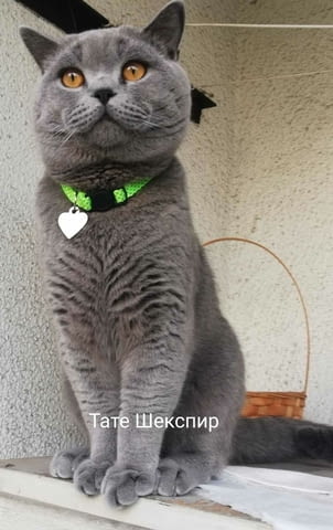Продава женско коте British Shorthair, 3 Months, Vaccine - Yes - city of Sofia | Cats - снимка 2