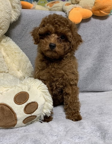 Пудел с родословие Toy Poodle, 3 Months, Vaccinated - Yes - city of Varna | Dogs - снимка 1