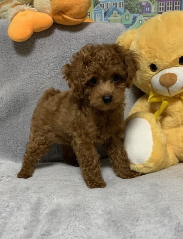 Пудел с родословие Toy Poodle, 3 Months, Vaccinated - Yes - city of Varna | Dogs - снимка 3