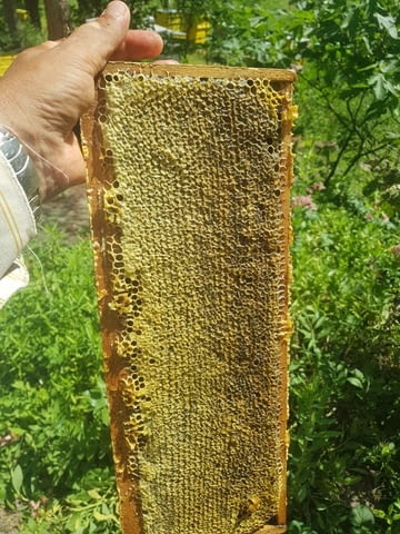 Пчелен мед - 2023 г. - city of Haskovo | Bee Keeping - снимка 1