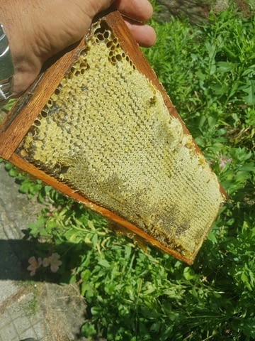 Пчелен мед - 2023 г. - city of Haskovo | Bee Keeping - снимка 2
