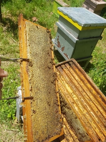 Пчелен мед - 2023 г. - град Хасково | Пчеларство - снимка 4