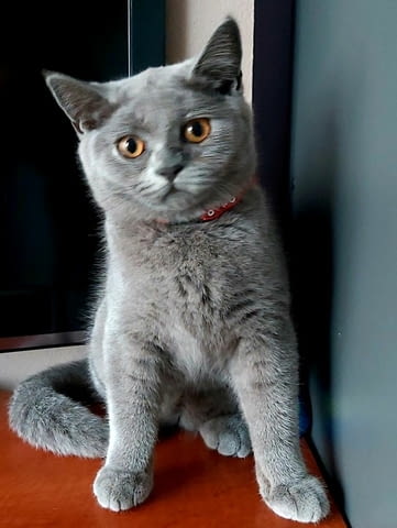Продава женско коте British Shorthair, 3 Months, Vaccine - Yes - city of Sofia | Cats - снимка 3
