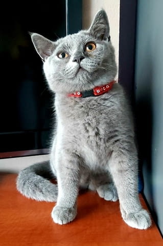Продава женско коте British Shorthair, 3 Months, Vaccine - Yes - city of Sofia | Cats - снимка 4