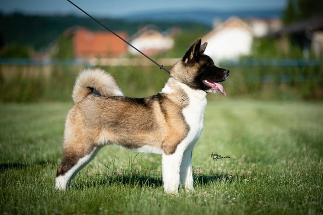 Американска акита за продан Akita, Vaccinated - Yes, Dewormed - Yes - city of Izvun Bulgaria | Dogs - снимка 4