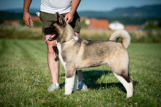 Американска акита за продан Akita, Vaccinated - Yes, Dewormed - Yes - city of Izvun Bulgaria | Dogs - снимка 8