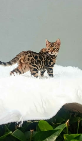 Бенгалски котенца за продан Bengal, Vaccine - Yes, Dewormed - Yes - city of Izvun Bulgaria | Cats - снимка 9