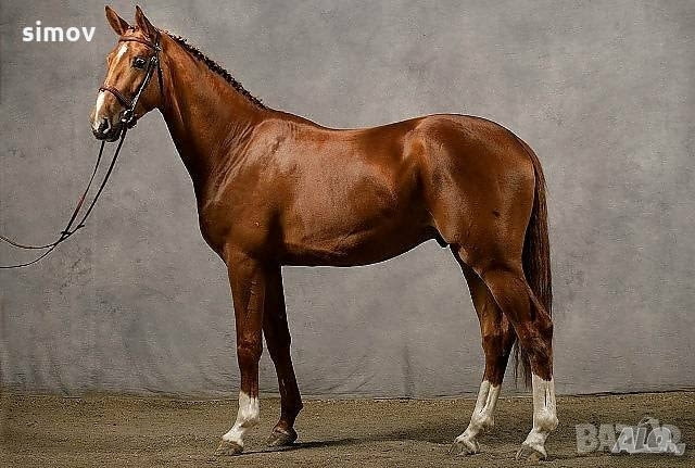 Фенилбутазон /бутадион/ чист 99 % прах за коне. - city of Sofia | Feed